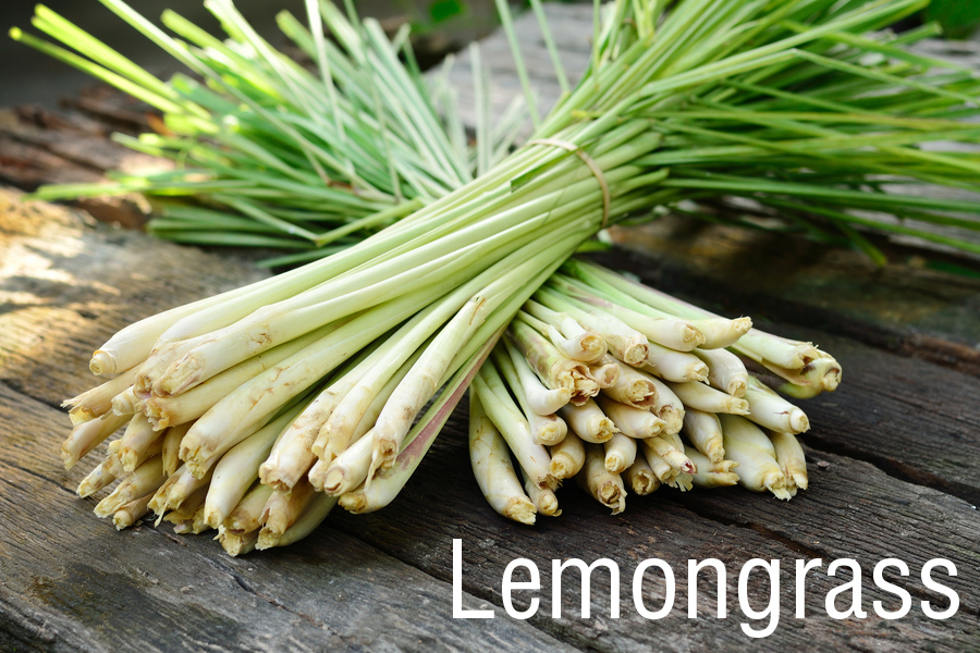 lemongrass-the-companion-group